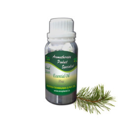 Essential Oil Pine 100 g