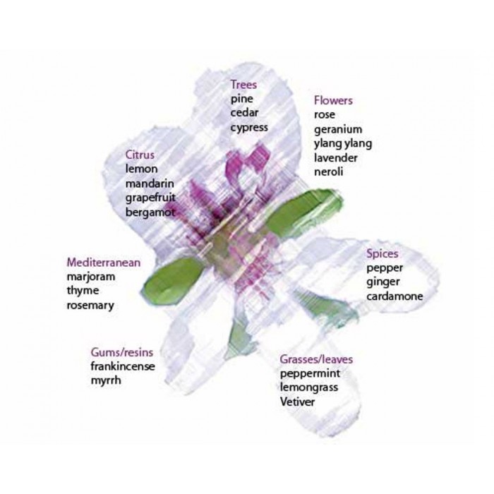 Essential Oil Pine 100 g