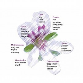 ecoplanet Rosemary Essential Oil ( 25 ml )