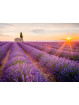 lavender essential oil