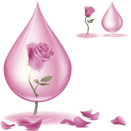 ecoplanet rose essential oil