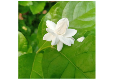 Discover the Beauty and Wellness Benefits of Jasmine this Summer!