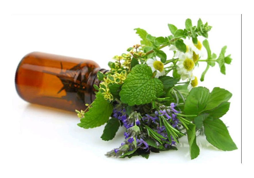 Why Do Plants Produce Essential Oils?