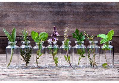 Why do Plants Make Essential Oils?
