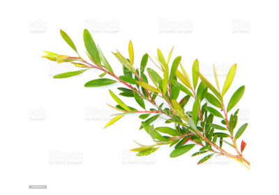 Uses of Tea Tree Oil Part - I