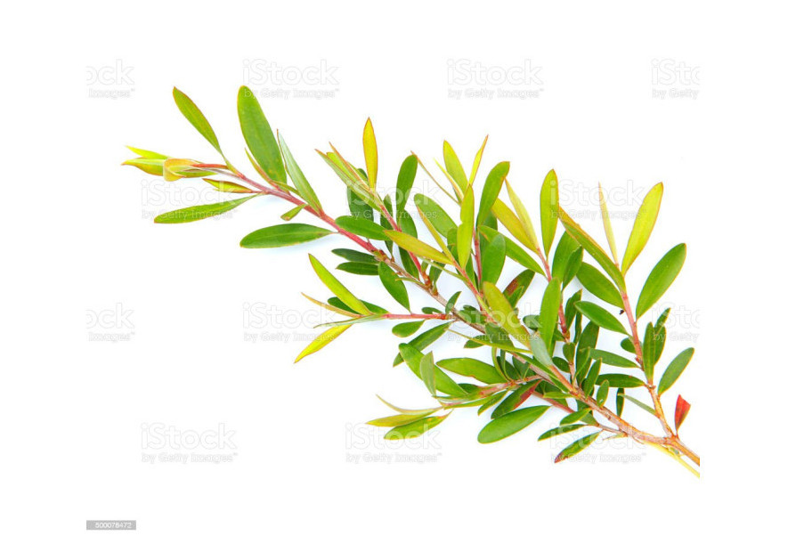 Uses of Tea Tree Oil Part - I