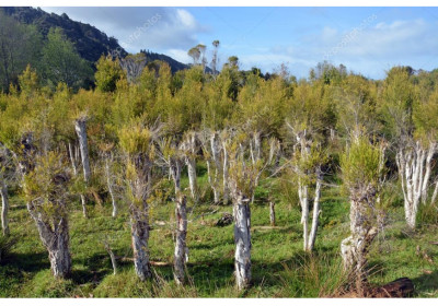 Uses of Tea Tree Oil Part - II