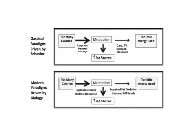 FIGHTING OBESITY: THE ROLE OF BEHAVIOR, BIOLOGY AND BAD CHOICES image