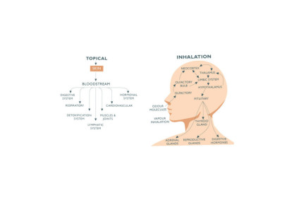 Background of Aromatherapy & How It Works