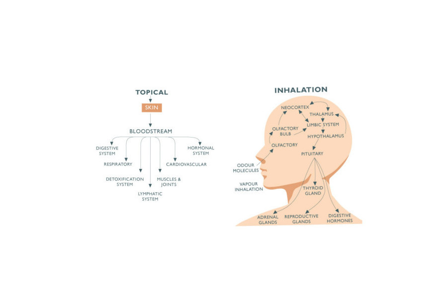 Background of Aromatherapy & How It Works