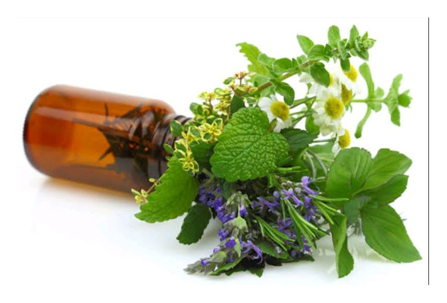 Why Do Plants Produce Essential Oils?