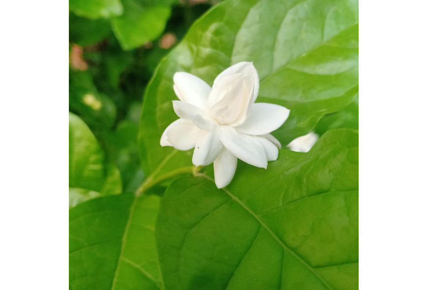 Discover the Beauty and Wellness Benefits of Jasmine this Summer!